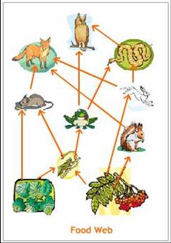 Food Web Examples Simple