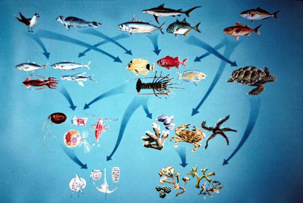 Food Web Pictures