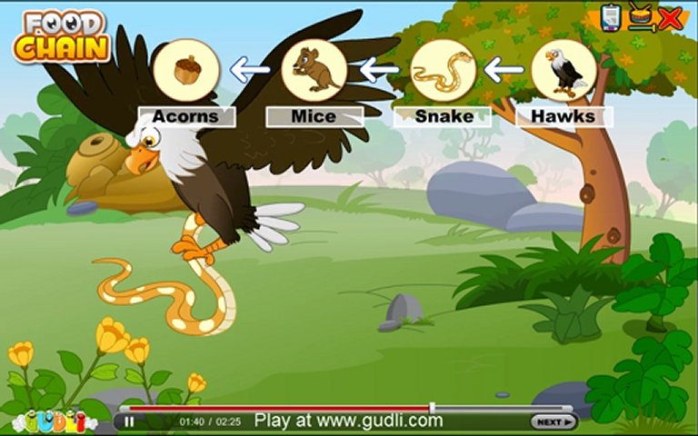 Food Web Pictures For Kids