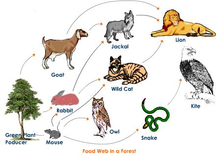 Food Web Pictures For Kids