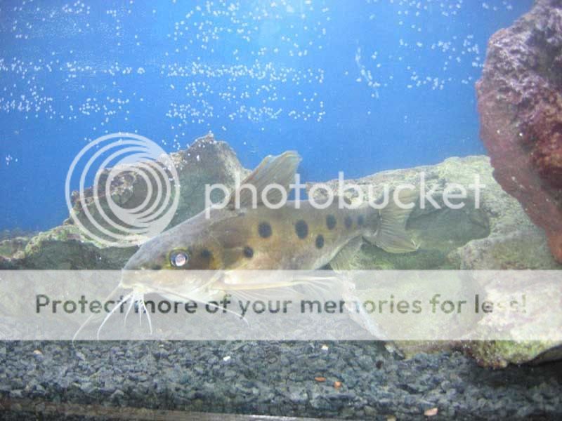 Freshwater Aquarium Catfish Species
