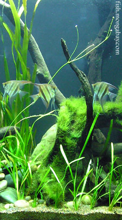 Freshwater Aquarium Catfish Species