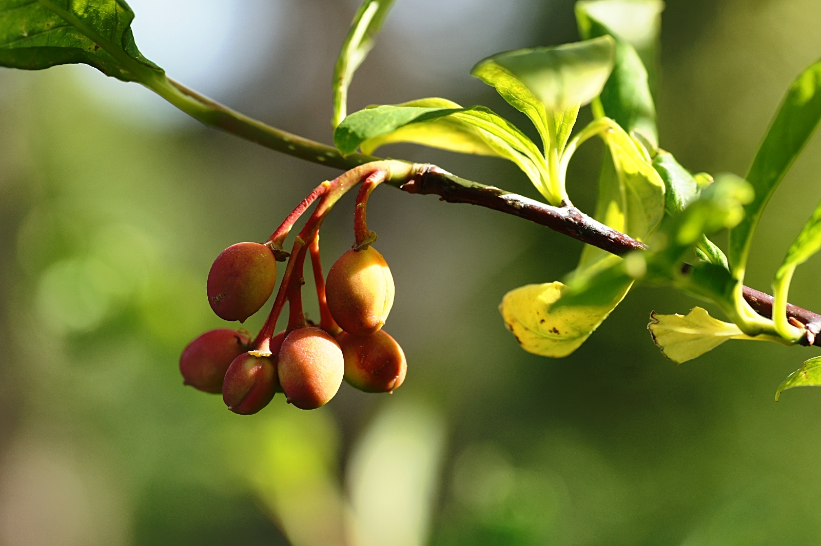 Fruits In Spring Season In India