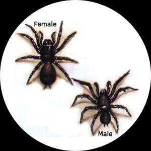 Funnel Web Spider Bites Pictures