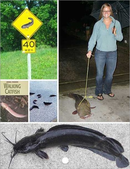 Funny Catfish Pictures