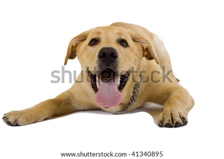 Funny Labrador Retriever Pictures