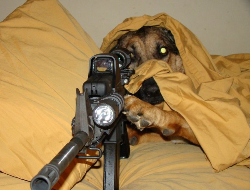 Funny Pictures Of Animals With Guns