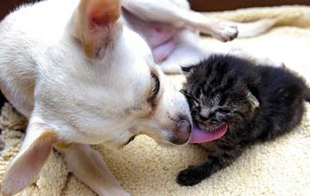 Funny Pictures Of Puppies And Kittens