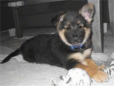 German Shepherd Labrador Retriever Mix Puppies For Sale