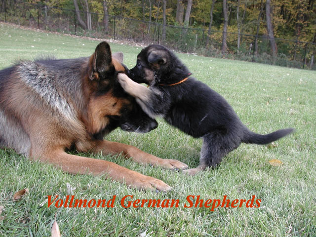 German Shepherd Puppies Images
