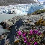 Glacier Bay Alaska Succession