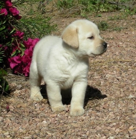 Golden Labrador Retriever Puppies For Sale