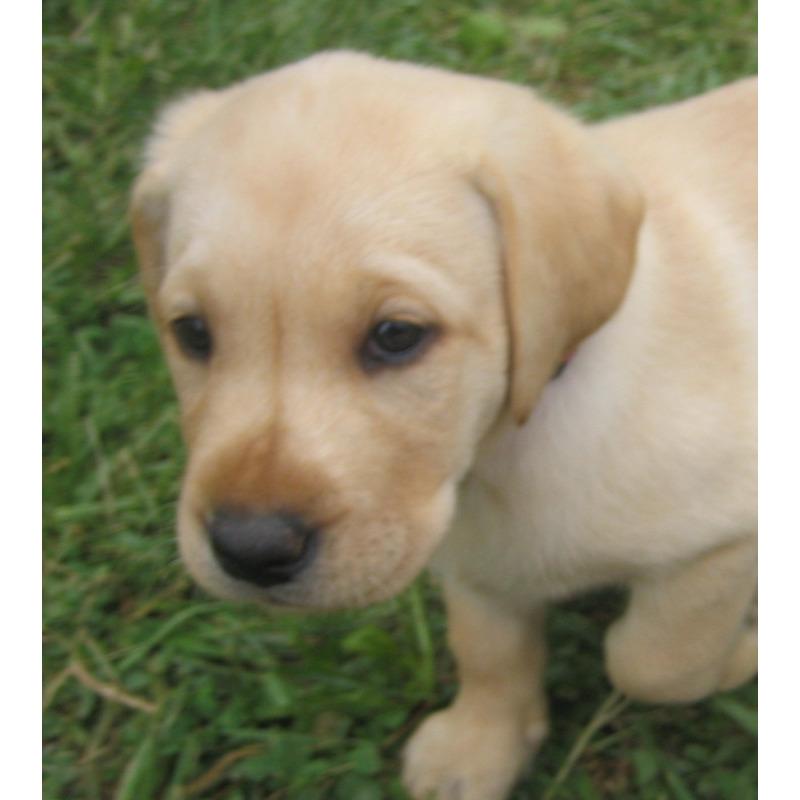 Golden Labrador Retriever Puppies For Sale