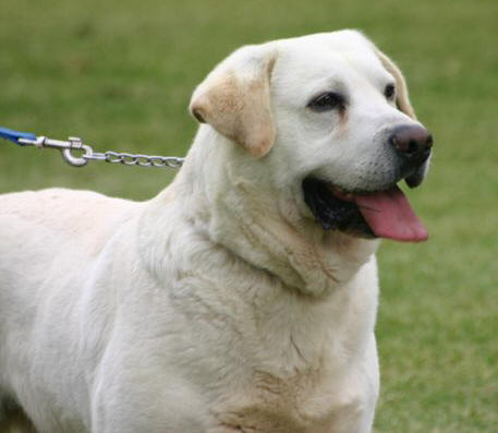 Golden Labrador Retriever Puppies For Sale