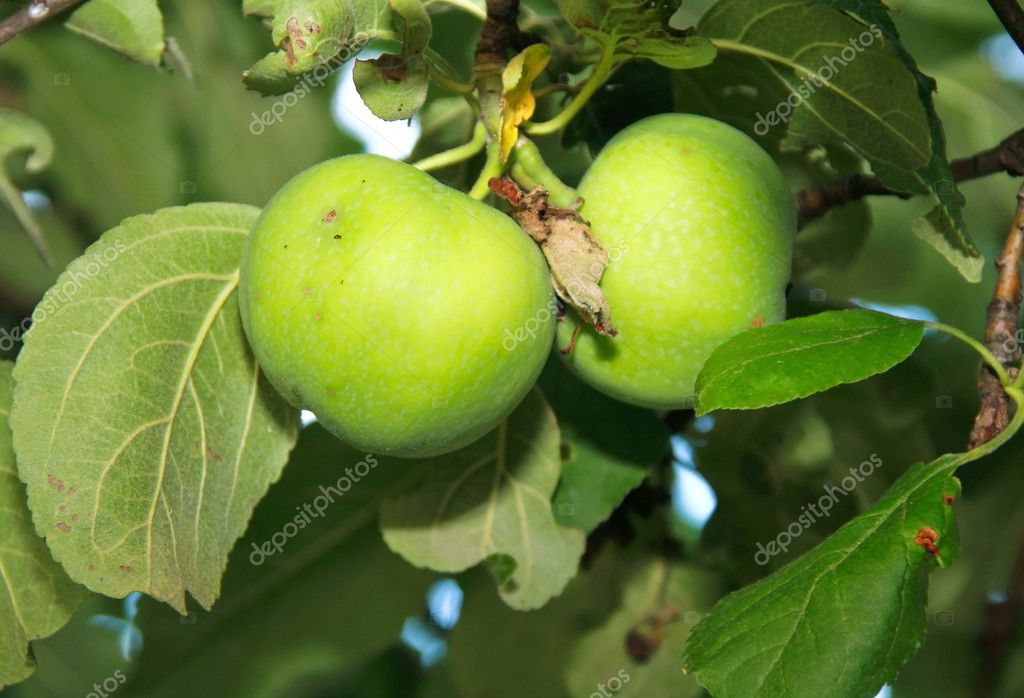 Green Apple Tree Pictures