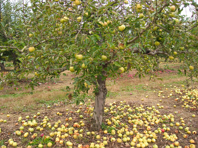 Green Apple Tree Pictures