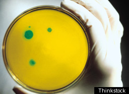 Helpful Bacteria In Human Body