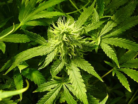How Long Till Cannabis Plant Buds