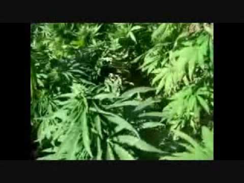 How Long Till Cannabis Plant Buds