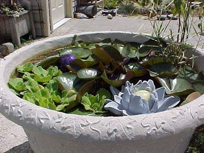 How Often To Water Lettuce Plants