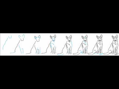 How To Draw A Dog Face Step By Step