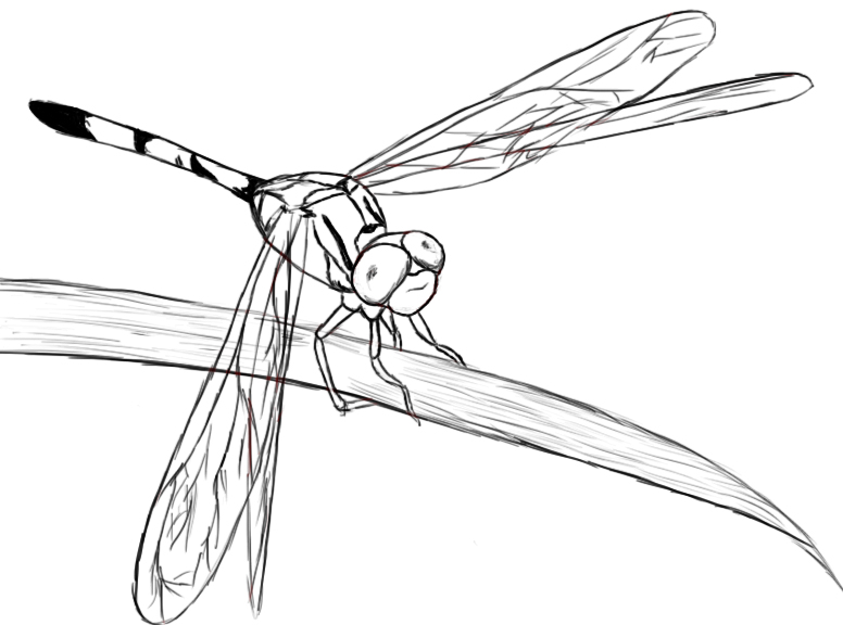 How To Draw A Dragonfly