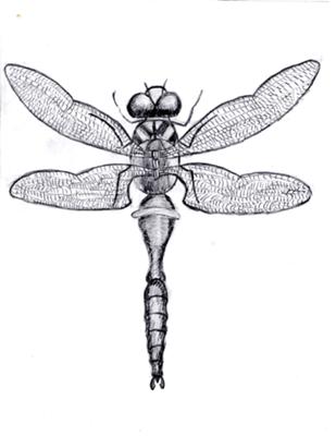 How To Draw A Dragonfly