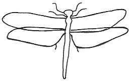 How To Draw A Dragonfly