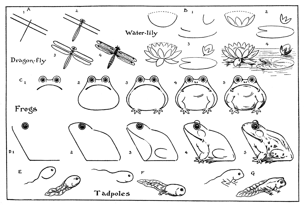 How To Draw A Dragonfly Step By Step For Kids