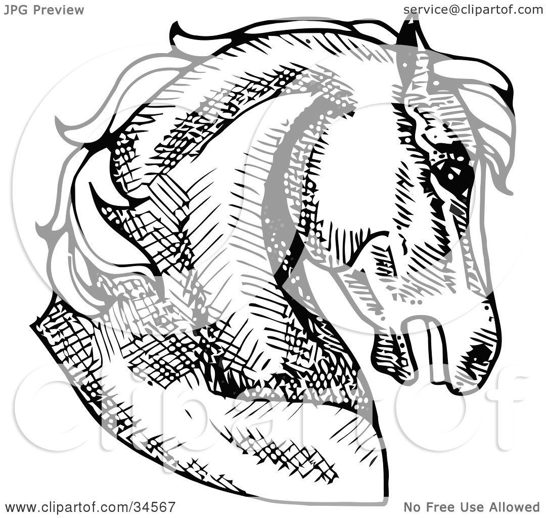 How To Draw A Horse Head Facing You