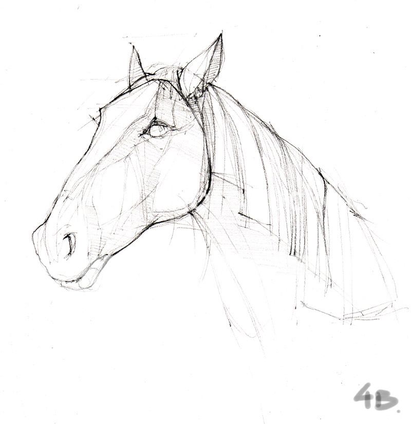 How To Draw A Horse Head Side View