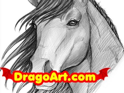 How To Draw A Horse Head Step By Step