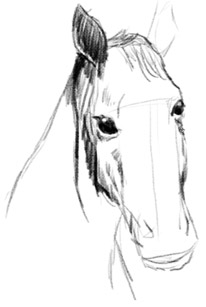 How To Draw A Horse Jumping Step By Step