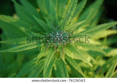 How To Make My Cannabis Plant Bud