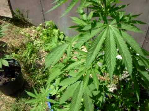 How To Make My Cannabis Plant Bud