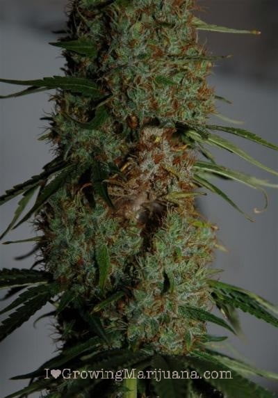 How To Stop Cannabis Bud Rot