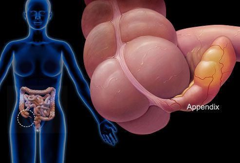 Human Appendix Location