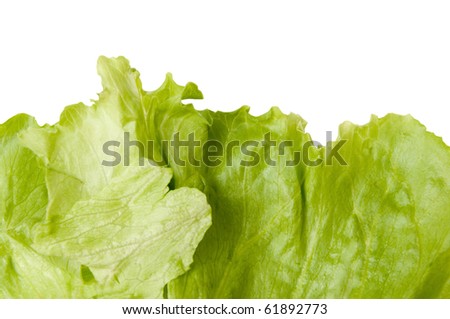 Iceberg Lettuce Leaves