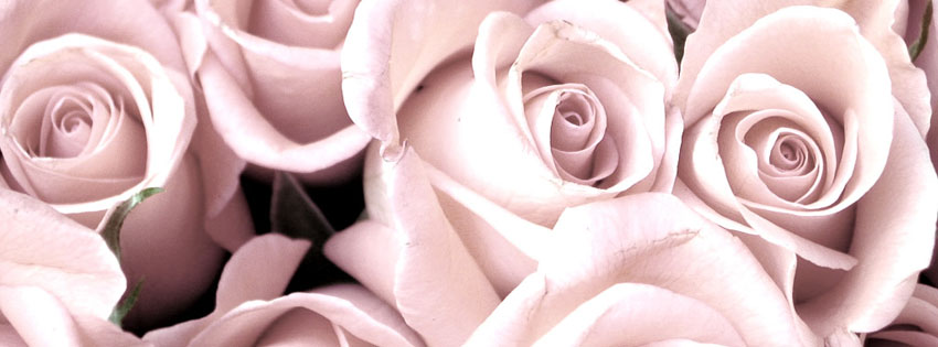 Images Of Roses For Facebook