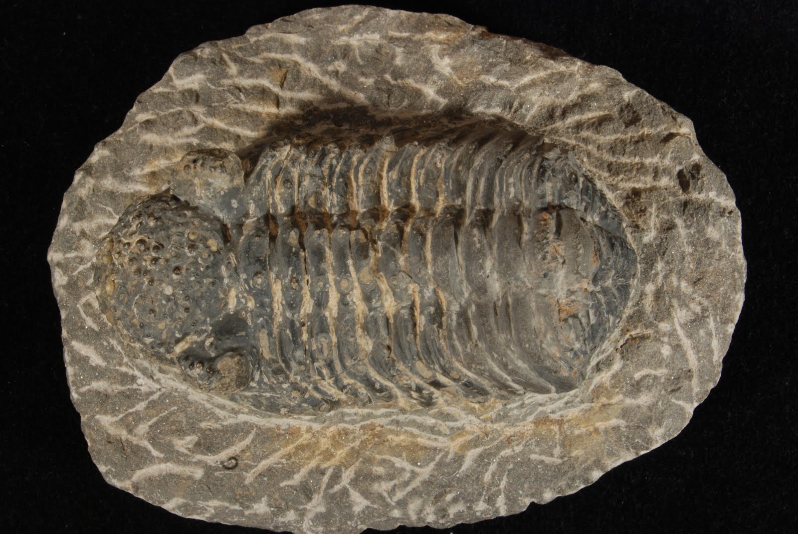 Index Fossils