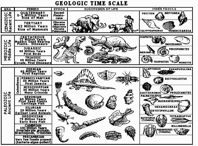 Index Fossils
