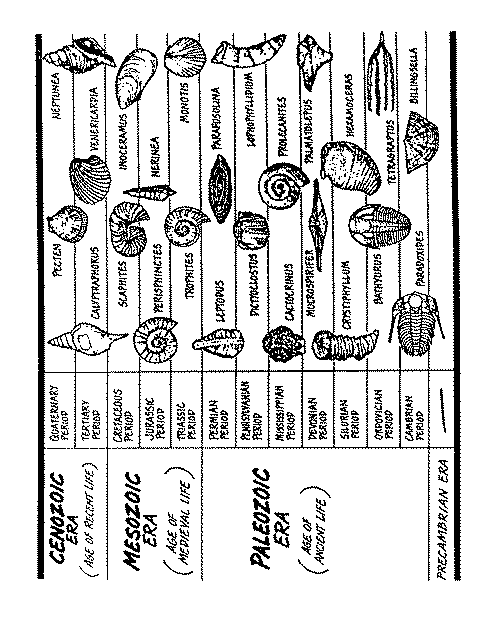 Index Fossils