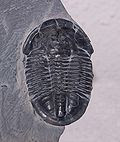 Index Fossils Are The Remains Of Species That Existed On Earth For Relatively Short Periods Of Time