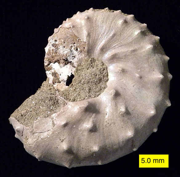 Index Fossils Are Useful To Geologists If The Fossils