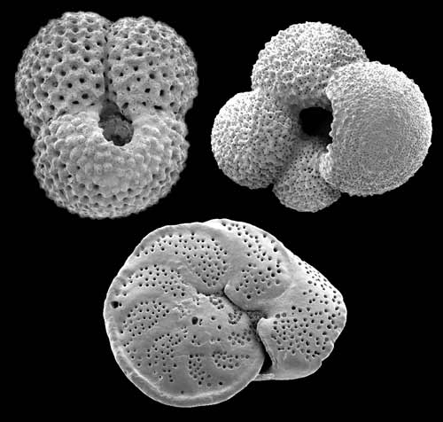 Index Fossils Definition