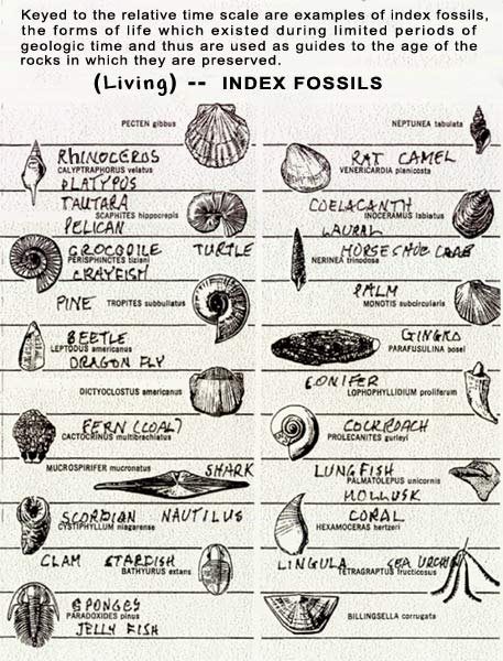Index Fossils For Kids