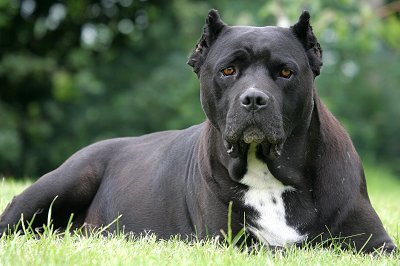 Italian Cane Corso Mastiff