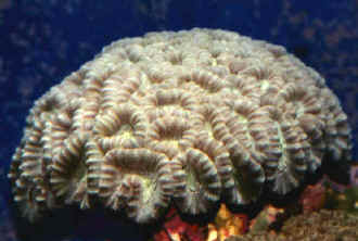 Kryptonite Candy Cane Coral Care