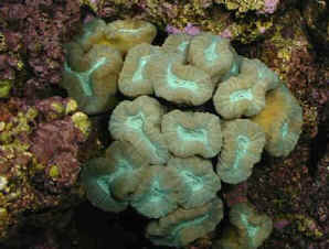 Kryptonite Candy Cane Coral Care