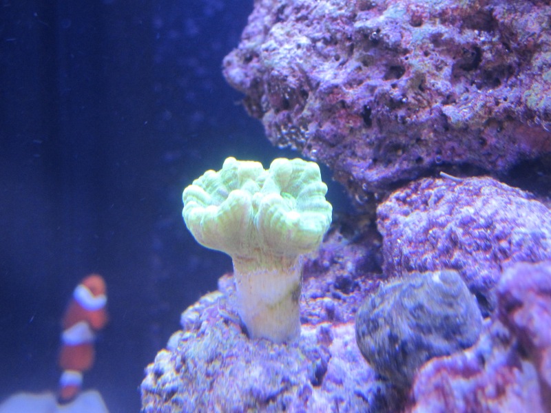 Kryptonite Candy Cane Coral Care